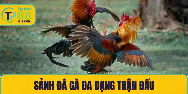 Sảnh đá gà đa dạng trận đấu Sảnh đá gà đa dạng trận đấu